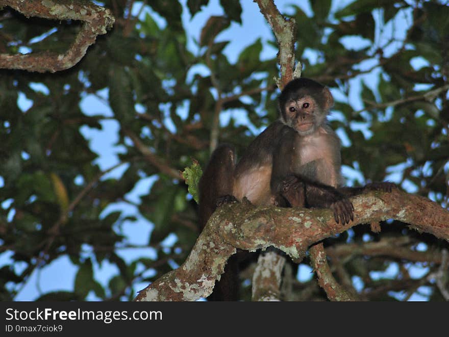 Fauna, Mammal, Primate, Tree