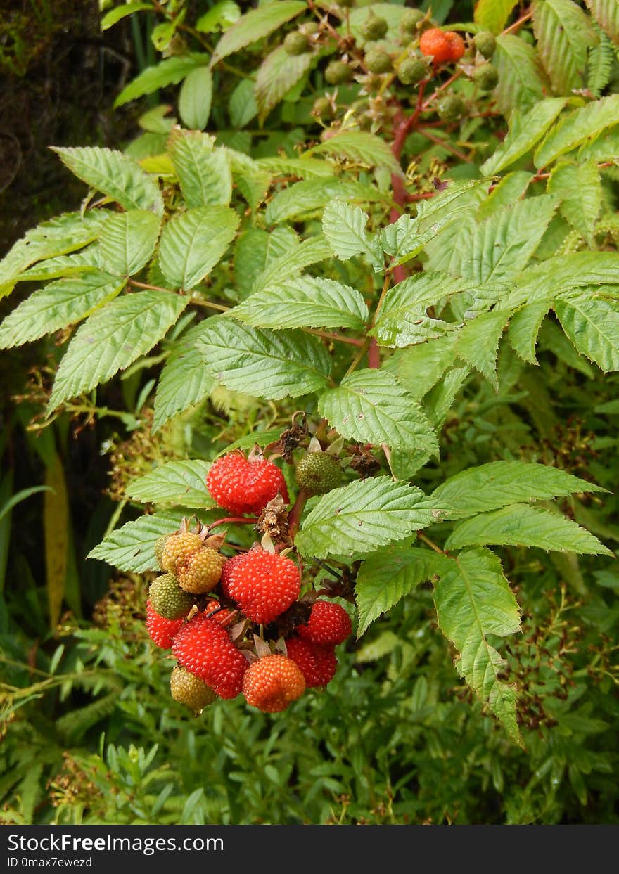 Plant, Strawberries, West Indian Raspberry, Fruit