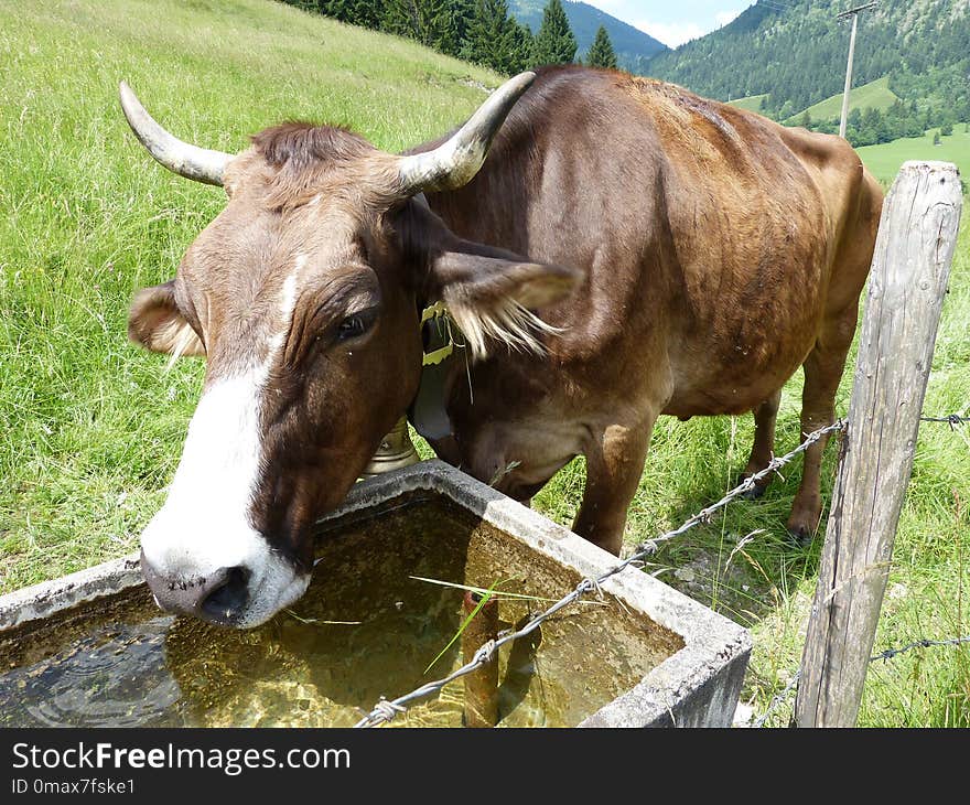 Cattle Like Mammal, Horn, Grazing, Pasture