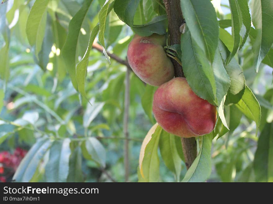 Peach, Fruit, Fruit Tree, Local Food