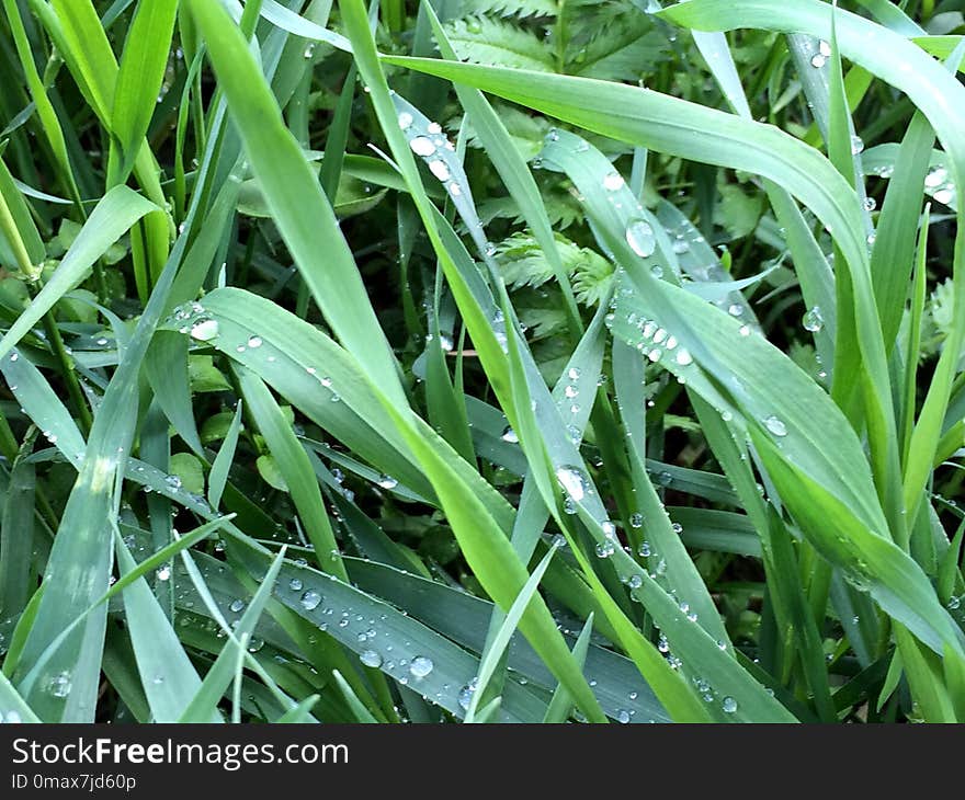 Grass, Plant, Grass Family, Leaf