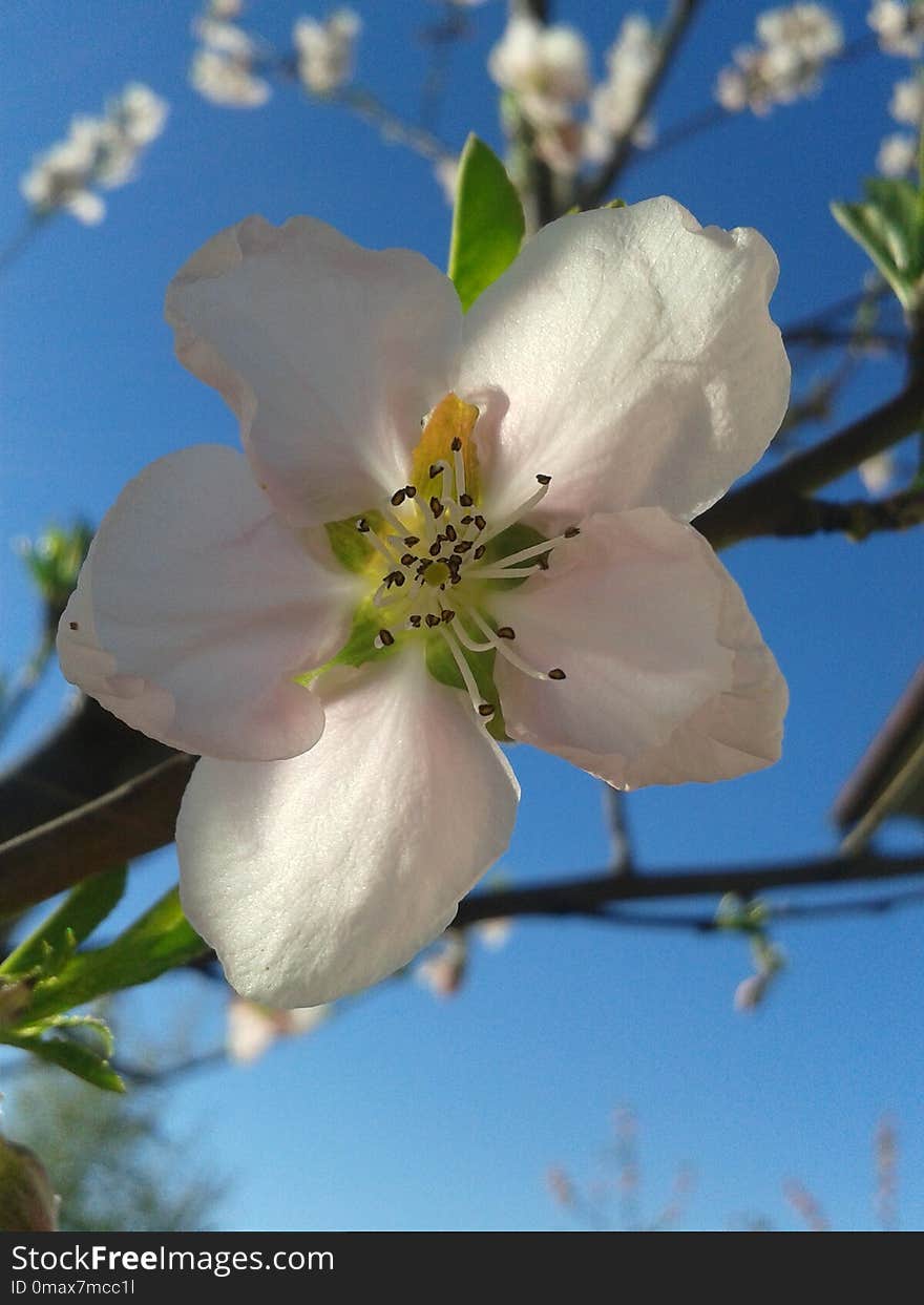 Blossom, Flower, Flora, Spring