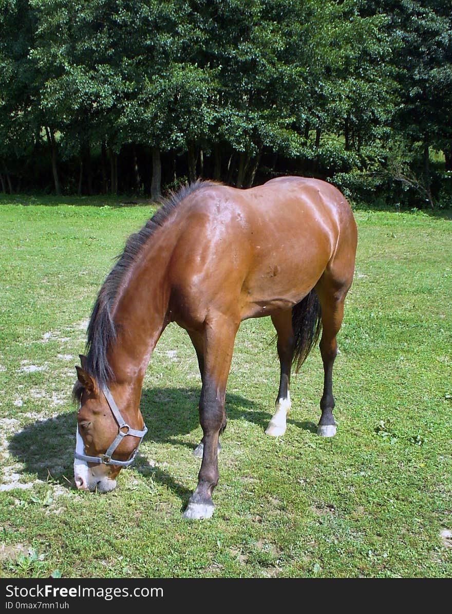 Horse, Mare, Mane, Bridle