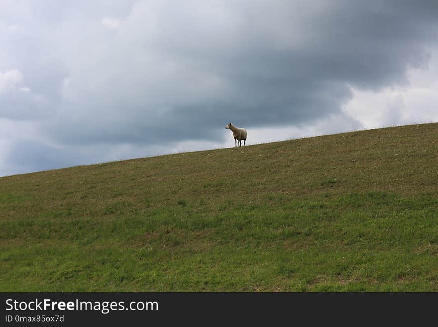 Grassland, Ecosystem, Sky, Pasture