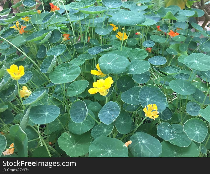 Plant, Leaf, Flora, Flower