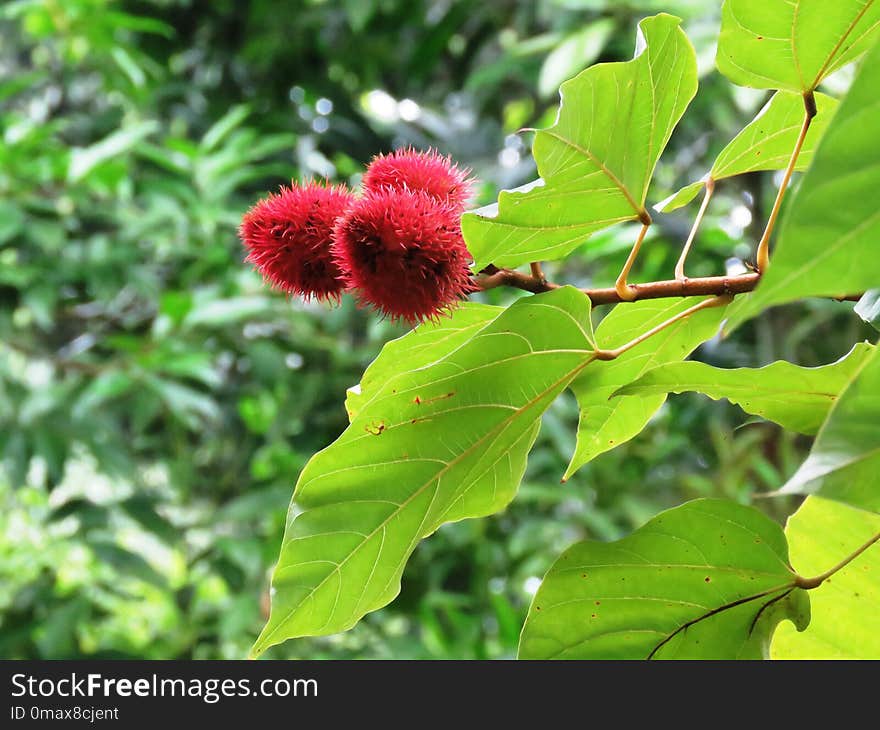 Vegetation, Flora, Plant, Rambutan