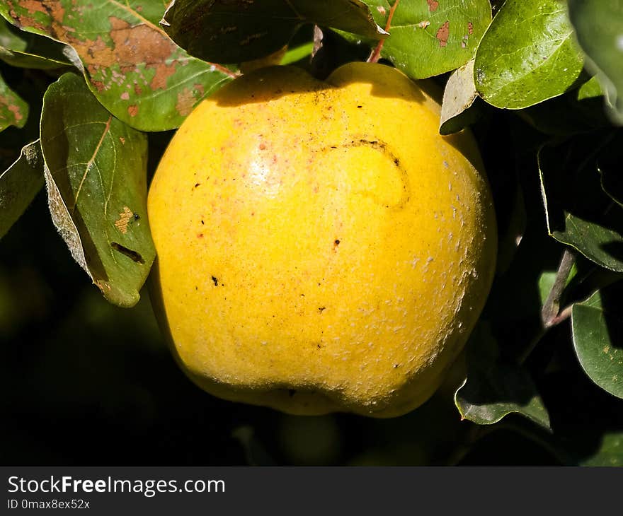 Fruit, Citrus, Fruit Tree, Yellow