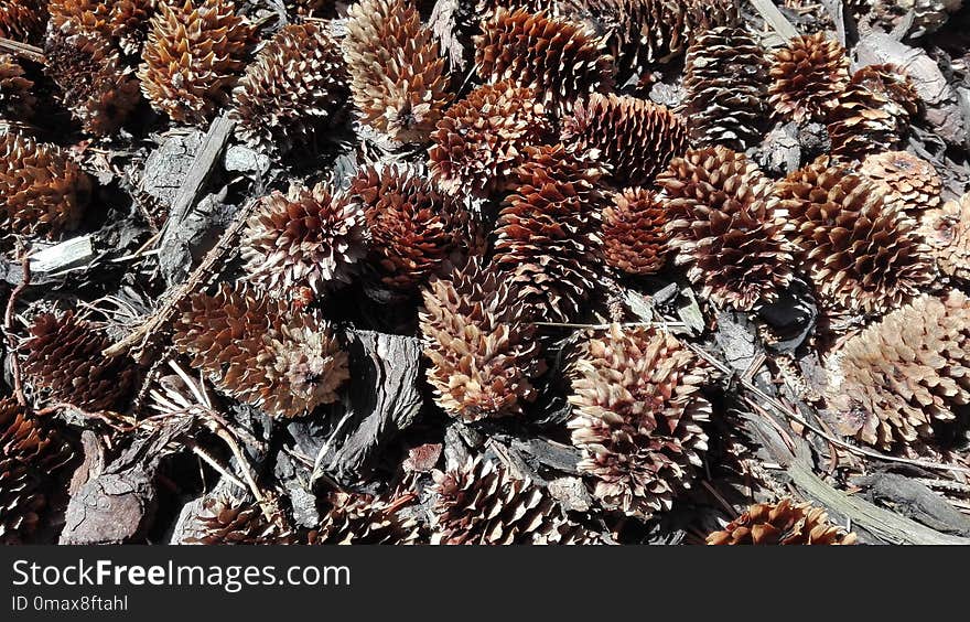 Conifer Cone, Organism, Sea Urchin, Pine Family