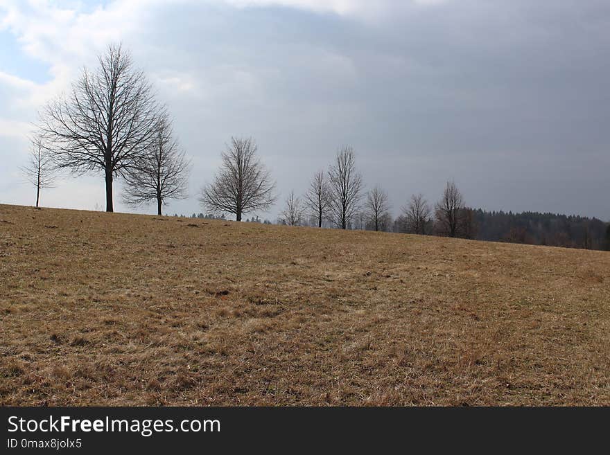 Sky, Field, Tree, Cloud