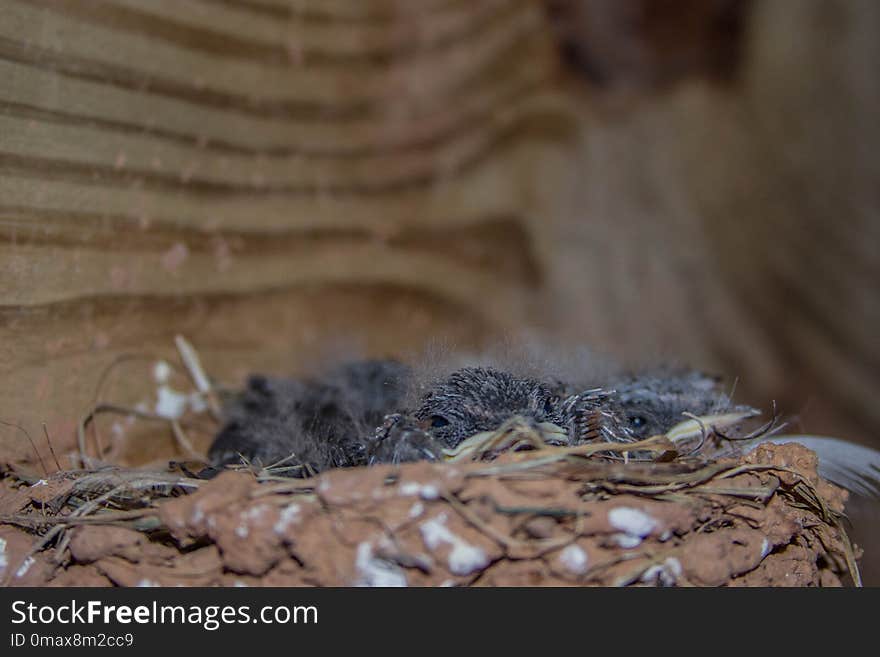 Fauna, Bird Nest, Nest