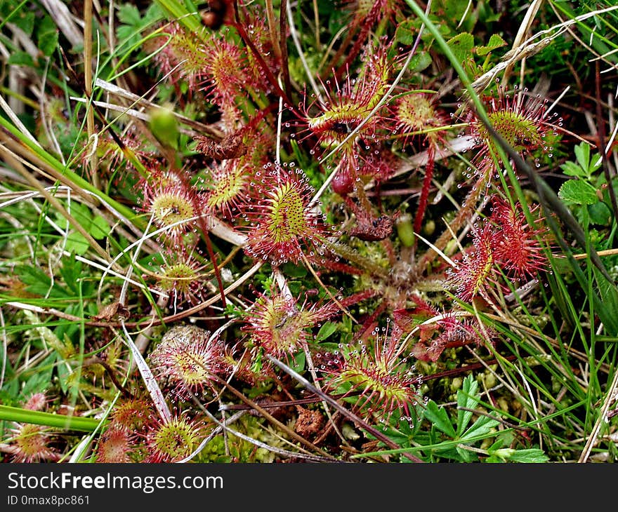 Plant, Flora, Vegetation, Carnivorous Plant