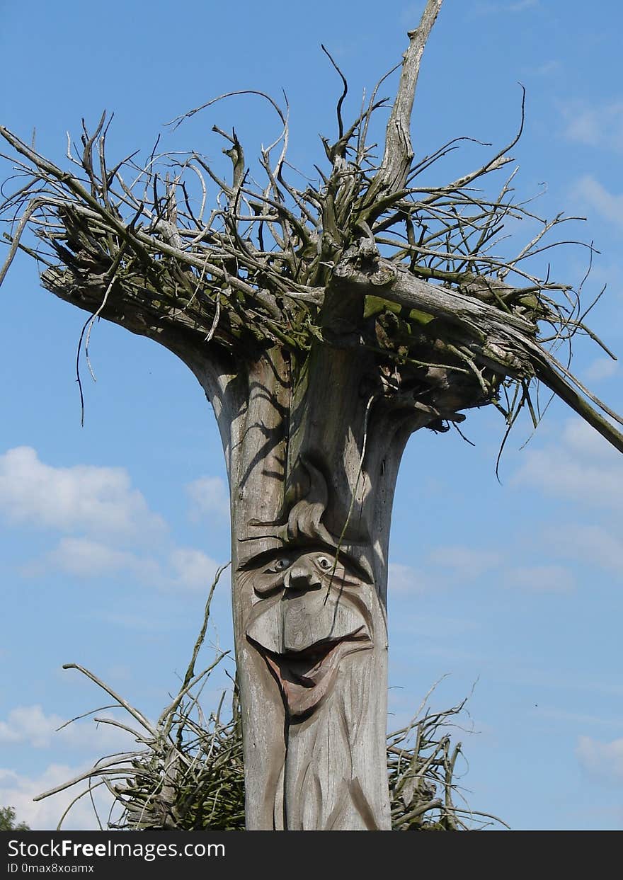 Tree, Woody Plant, Sky, Plant