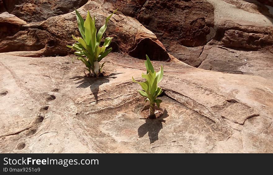 Plant, Flora, Rock, Flower