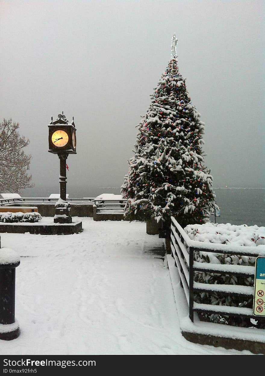 Snow, Winter, Christmas Tree, Tree