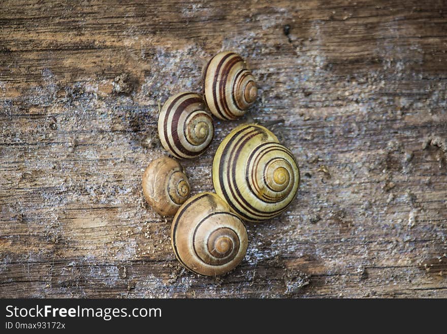 Snail, Snails And Slugs, Sea Snail, Schnecken