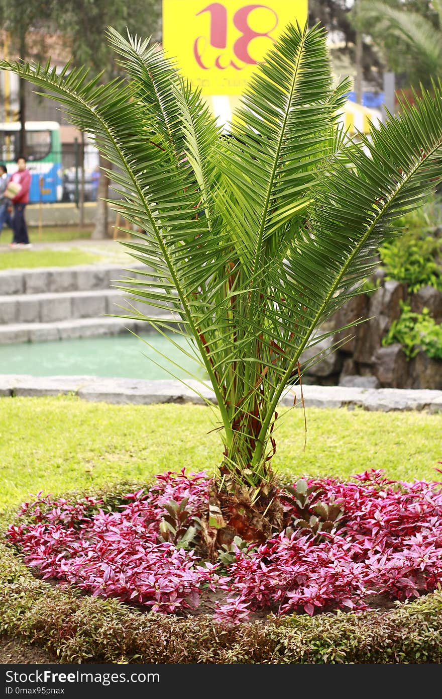 Plant, Arecales, Leaf, Palm Tree