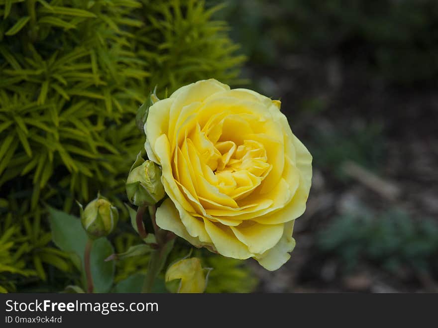 Yellow, Flower, Rose Family, Rose