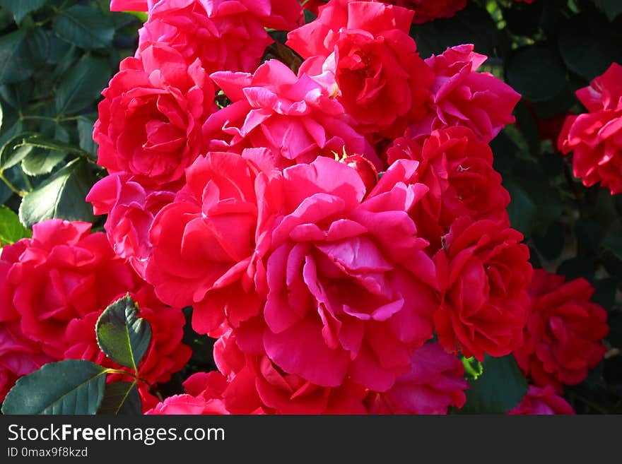 Flower, Rose, Plant, Pink