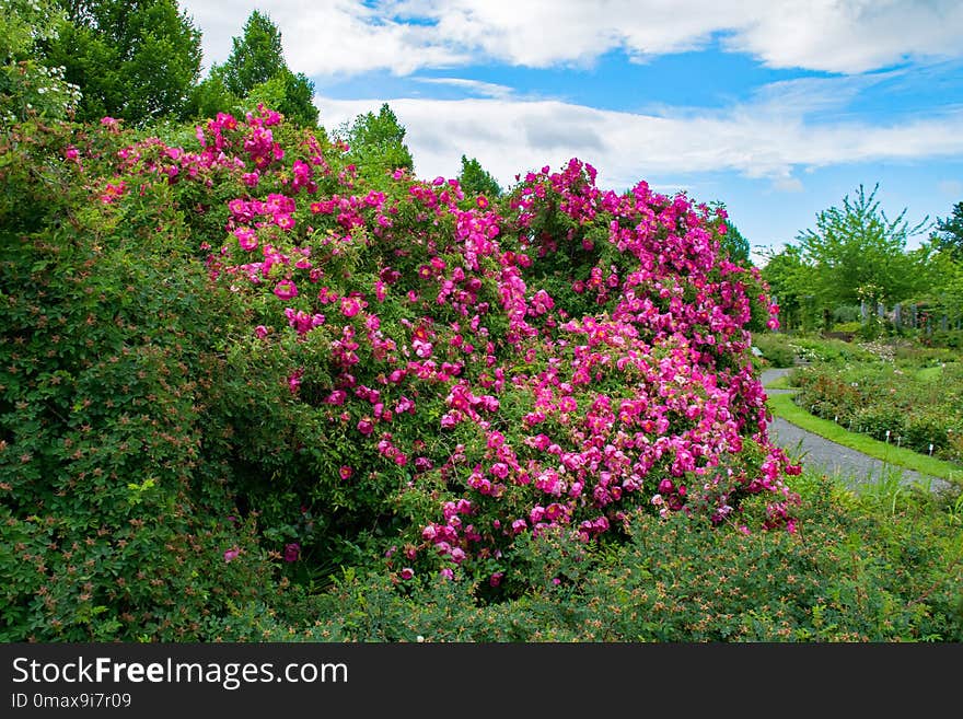 Flower, Plant, Vegetation, Flora