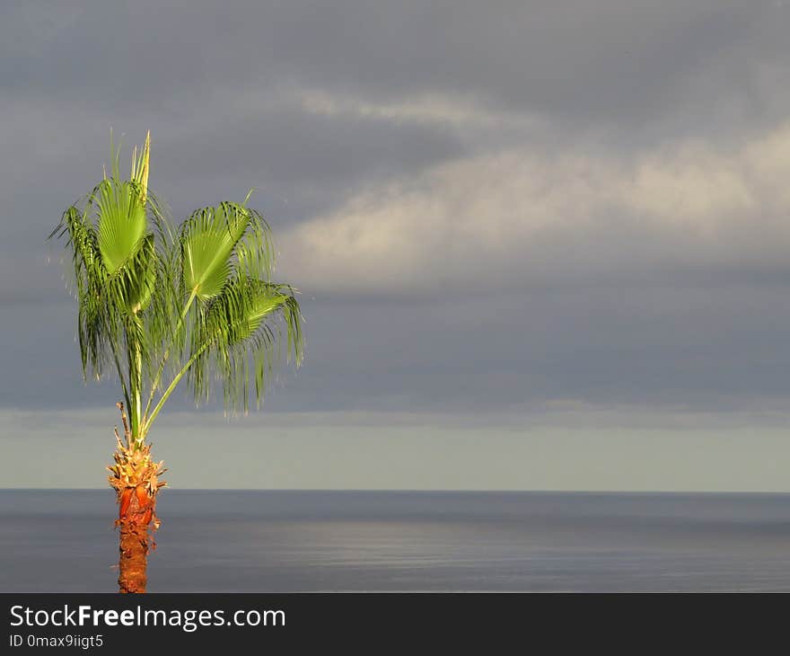 Leaf, Sea, Shore, Sky