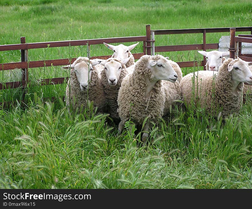 Sheep, Pasture, Grassland, Grass