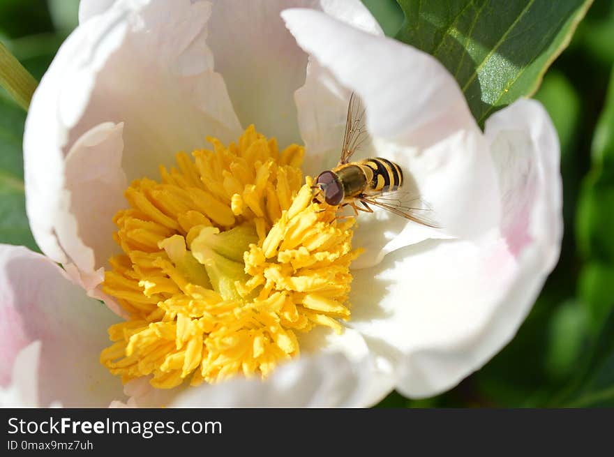 Honey Bee, Bee, Flower, Insect