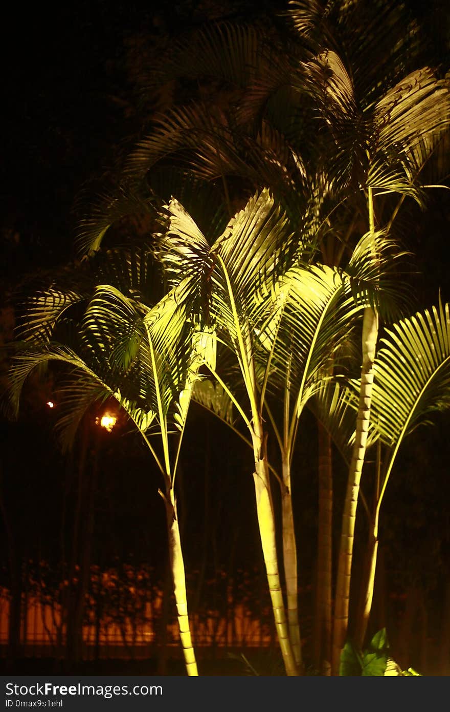 Nature, Palm Tree, Arecales, Night