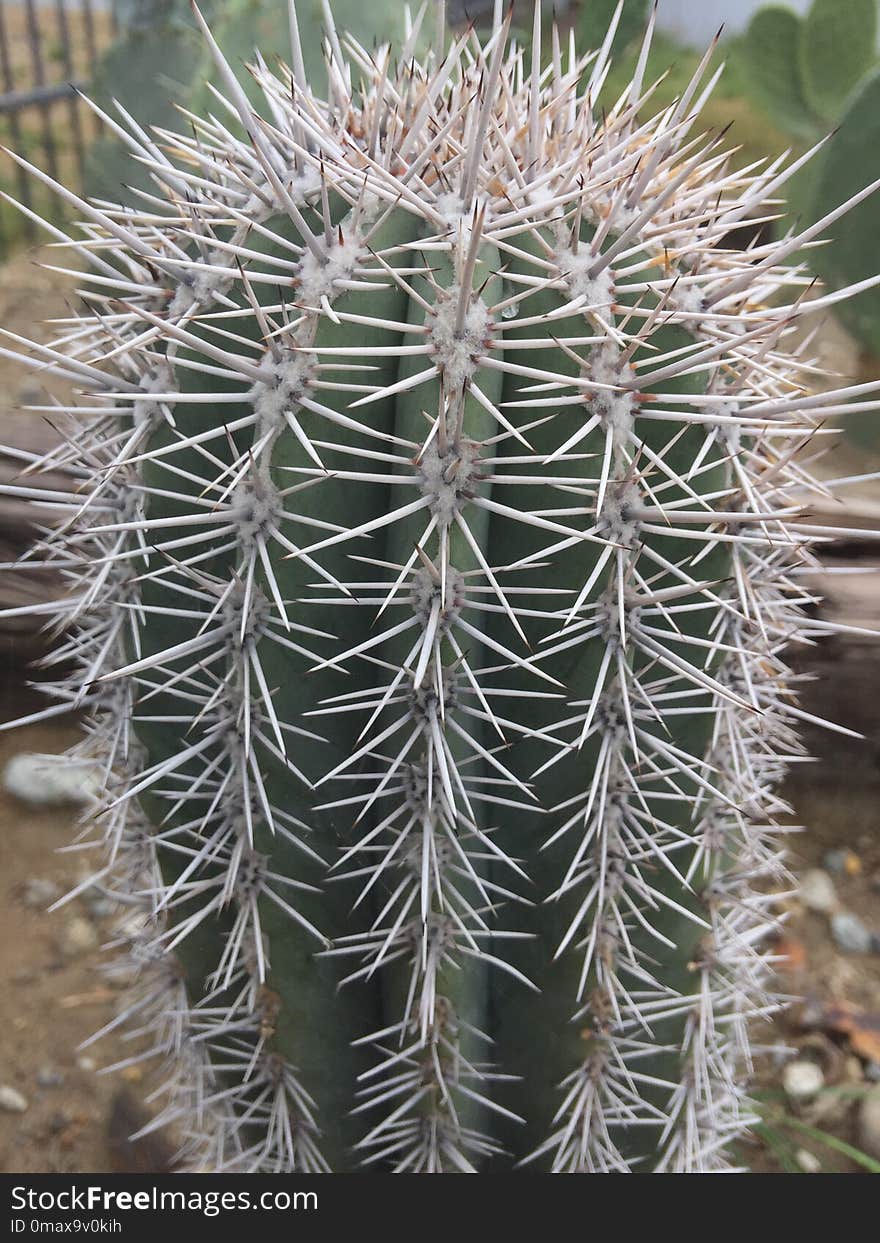 Plant, Cactus, Thorns Spines And Prickles, Vegetation