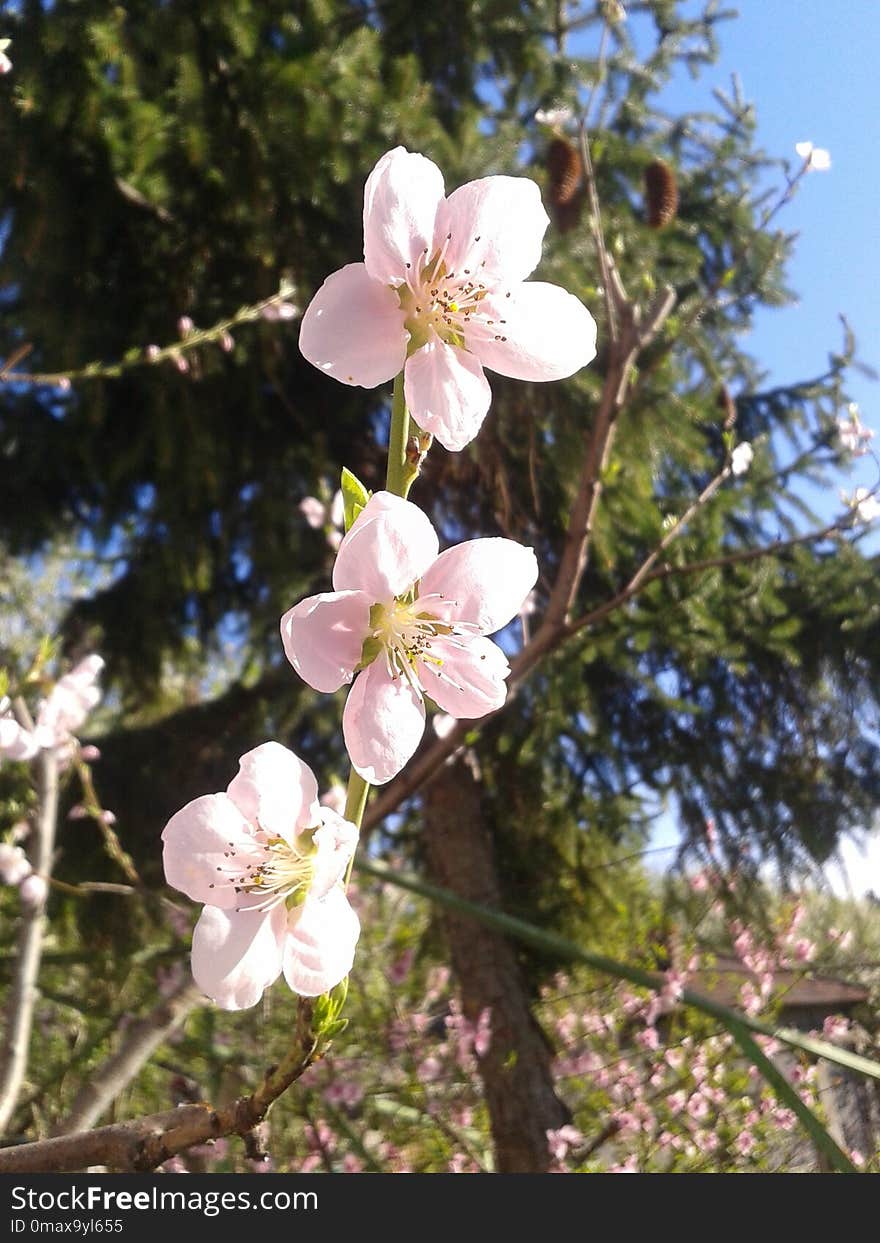 Flora, Flower, Blossom, Spring