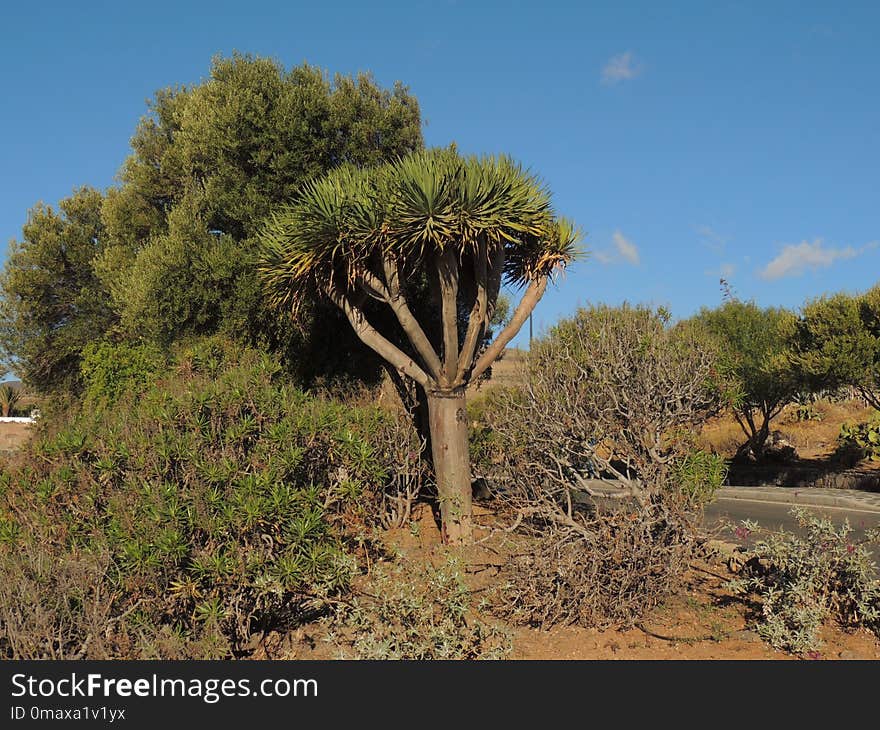 Vegetation, Tree, Ecosystem, Shrubland