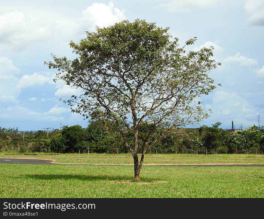 Tree, Woody Plant, Vegetation, Sky