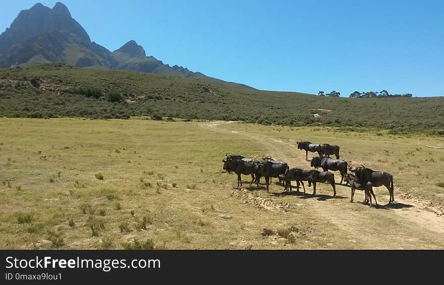 Ecosystem, Grassland, Herd, Pasture