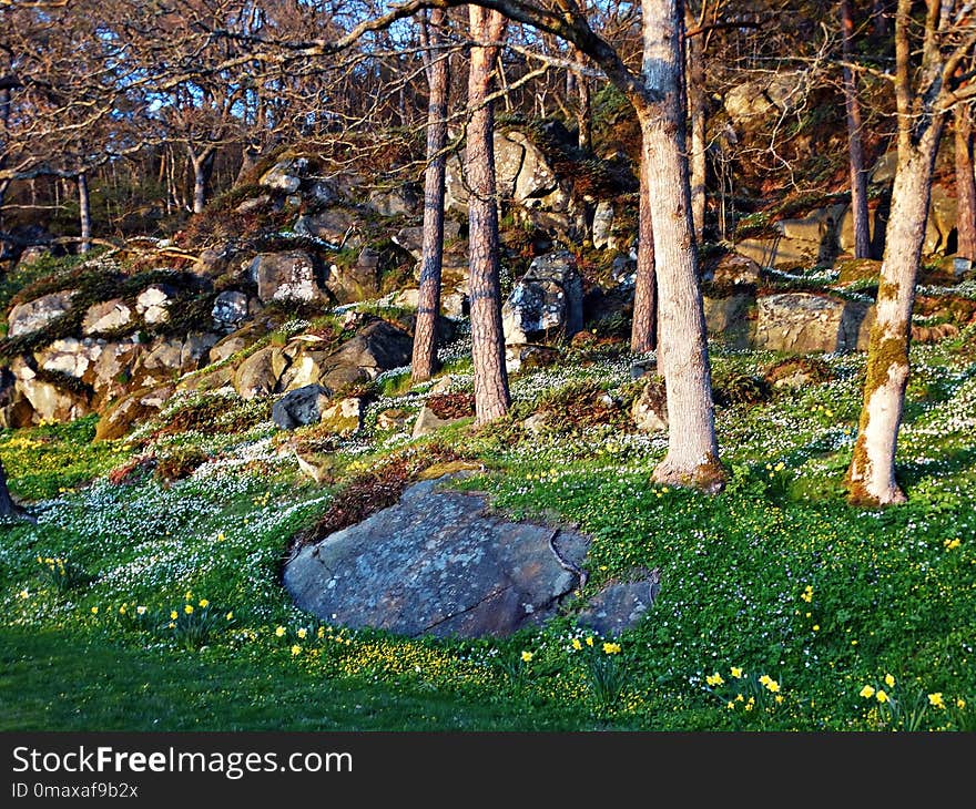 Nature, Tree, Woodland, Plant