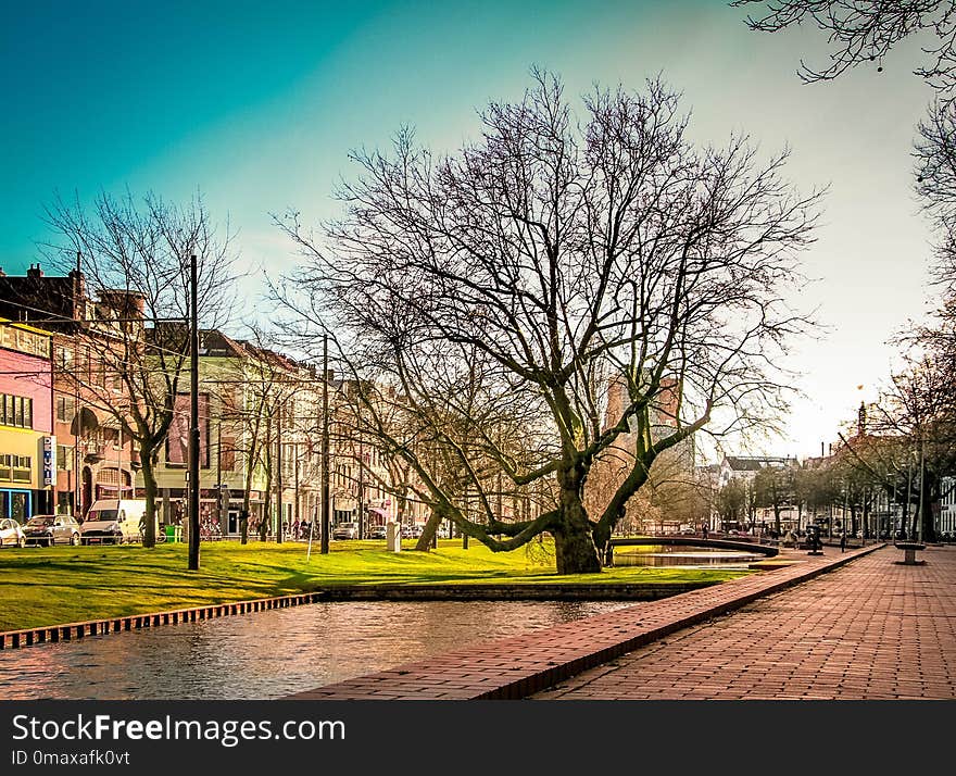 Sky, Tree, Nature, Woody Plant