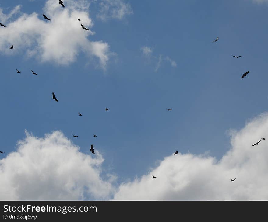 Sky, Flock, Cloud, Bird Migration