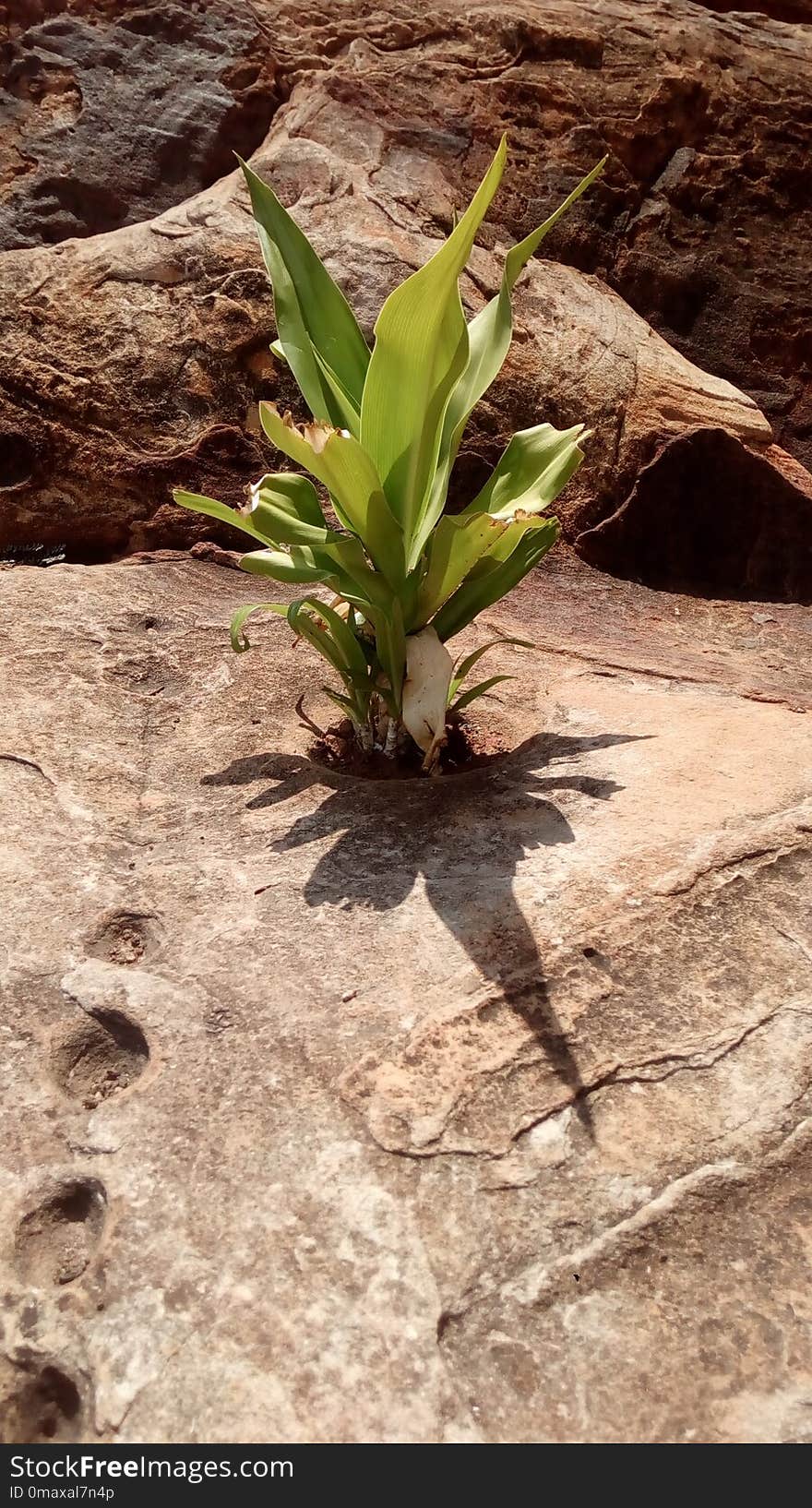 Plant, Flora, Leaf, Flower