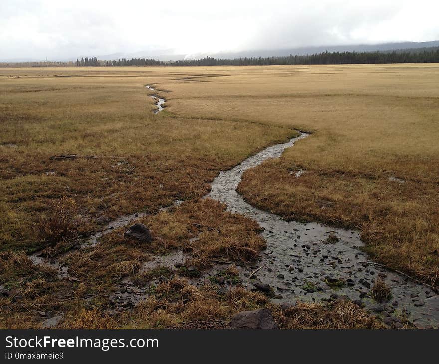 Wetland, Marsh, Tundra, Ecosystem