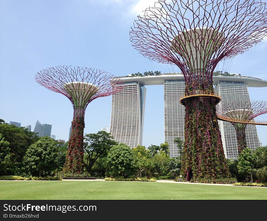 Tree, Woody Plant, Plant, Palm Tree