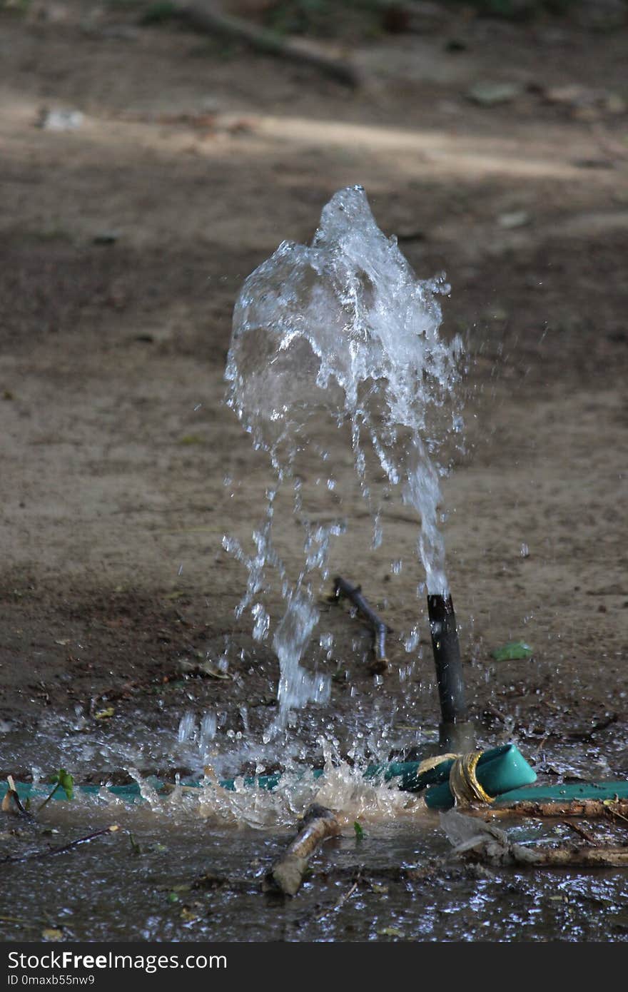 Water, Water Resources, Water Feature, Tree