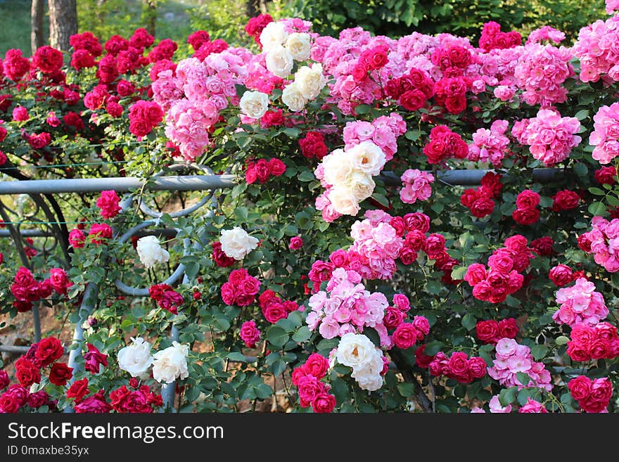 Plant, Flower, Rose, Garden Roses