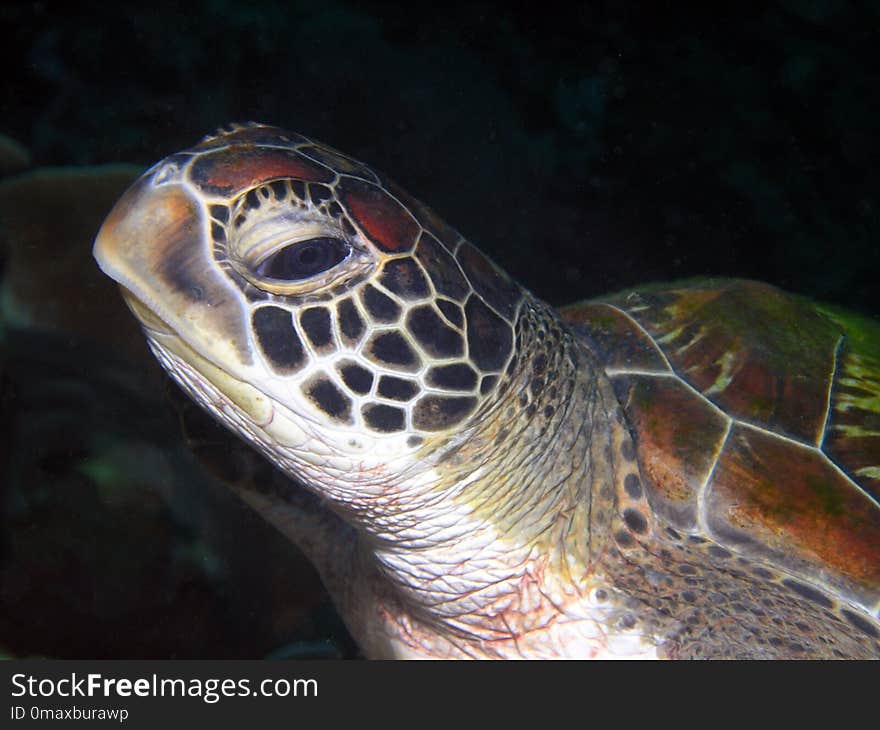 Turtle, Sea Turtle, Loggerhead, Reptile