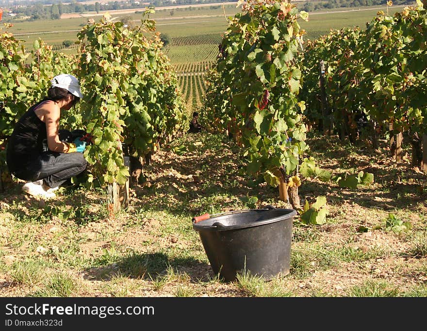 Agriculture, Plant, Grapevine Family, Vineyard