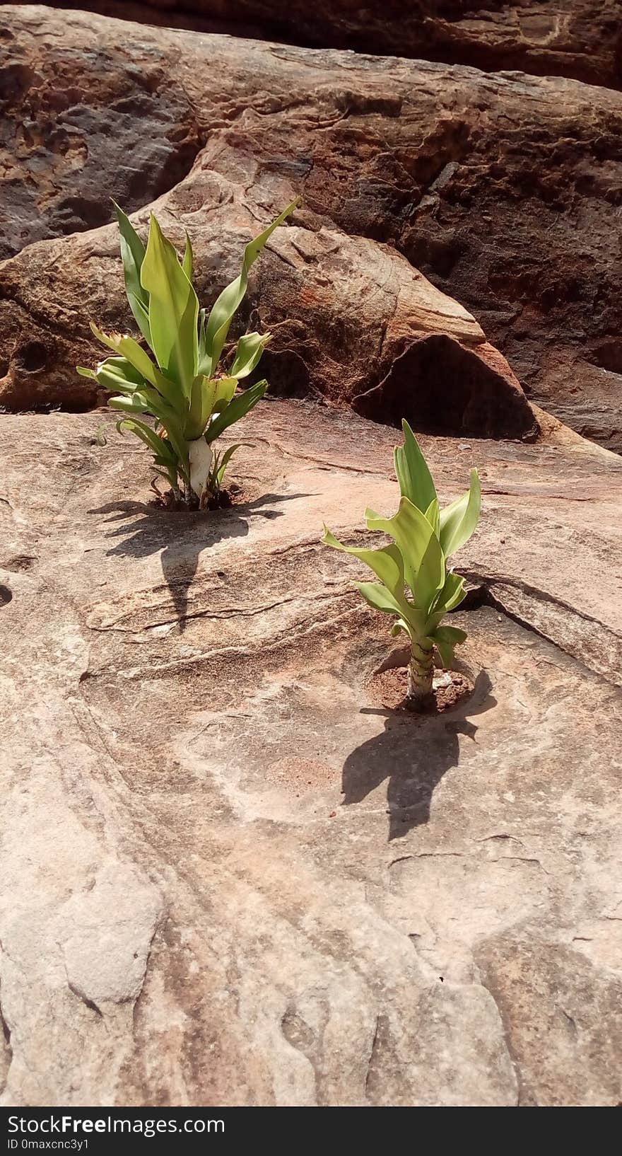 Plant, Flora, Vegetation, Flower