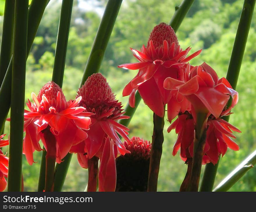 Plant, Flower, Flora, Flowering Plant