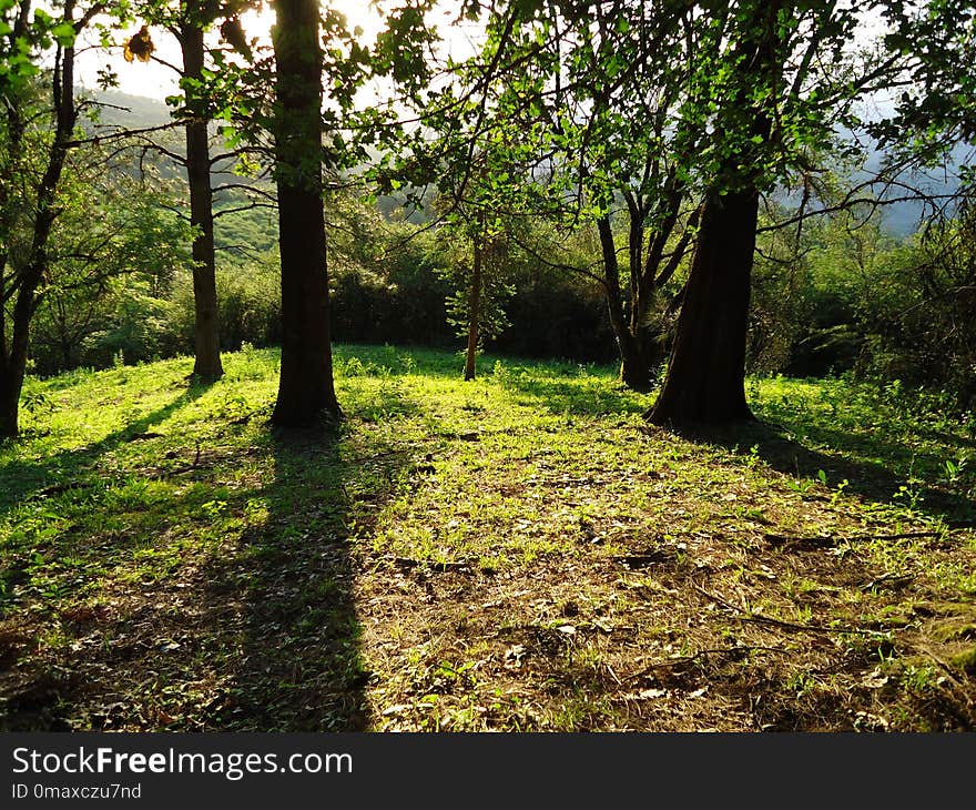 Woodland, Nature, Ecosystem, Tree