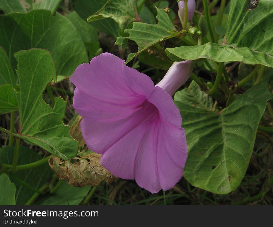 Plant, Flower, Morning Glory Family, Morning Glory