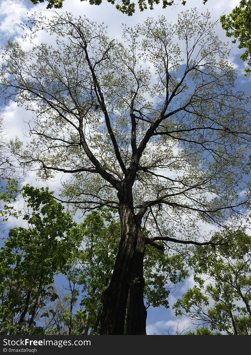 Tree, Branch, Sky, Woody Plant