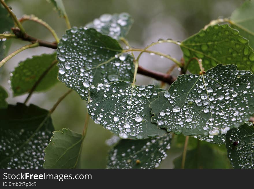 Water drops on dark green leaves