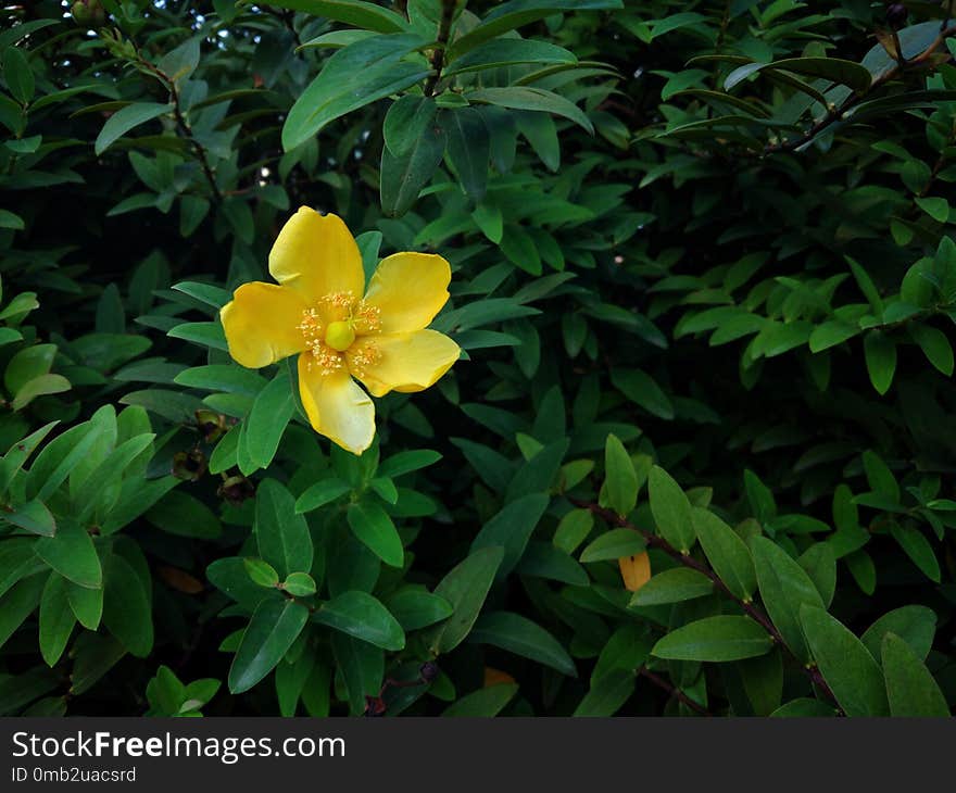 Blooming yellow flower on a green background of beautiful leaves. Blooming yellow flower on a green background of beautiful leaves