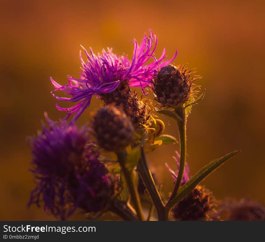 Violet Flowers on the Light